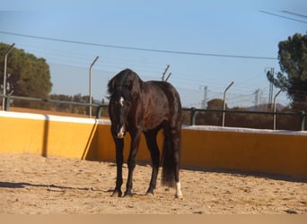 PRE Mestizo, Yegua, 5 años, 166 cm, Castaño oscuro