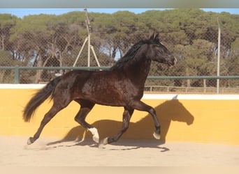 PRE Mestizo, Yegua, 5 años, 166 cm, Castaño oscuro