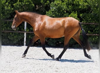 PRE Mestizo, Yegua, 5 años, 167 cm, Castaño rojizo