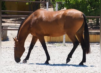 PRE Mestizo, Yegua, 5 años, 167 cm, Castaño rojizo