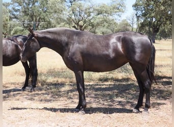 PRE Mestizo, Yegua, 5 años, 167 cm, Negro