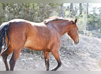 PRE Mestizo, Yegua, 5 años, 168 cm, Castaño rojizo