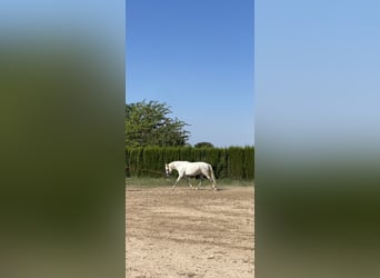 PRE, Yegua, 5 años, 168 cm, Tordo