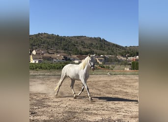 PRE, Yegua, 5 años, 168 cm, Tordo