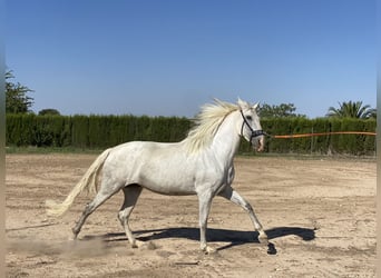 PRE, Yegua, 5 años, 168 cm, Tordo