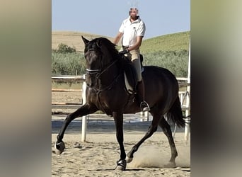 PRE, Yegua, 5 años, 169 cm, Negro