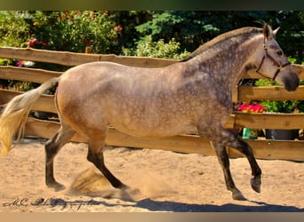 PRE Mestizo, Yegua, 5 años, 171 cm, Musgo marrón