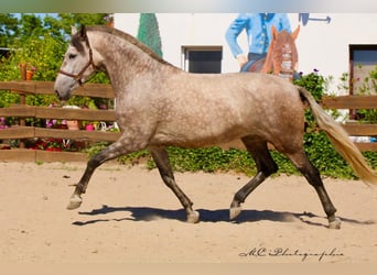 PRE Mestizo, Yegua, 5 años, 171 cm, Musgo marrón