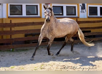 PRE Mestizo, Yegua, 5 años, 171 cm, Musgo marrón