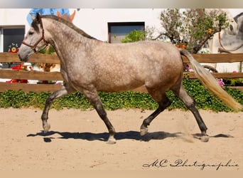 PRE Mestizo, Yegua, 5 años, 171 cm, Musgo marrón