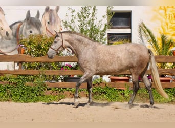 PRE Mestizo, Yegua, 5 años, 171 cm, Musgo marrón