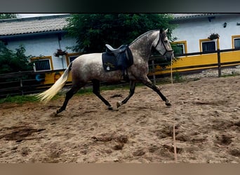 PRE Mestizo, Yegua, 5 años, 171 cm, Musgo marrón