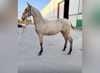 PRE Mestizo, Yegua, 5 años, 172 cm, Bayo