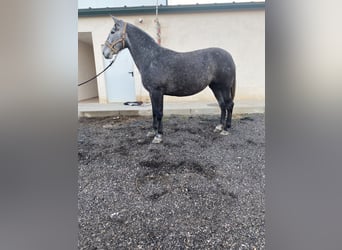 PRE Mestizo, Yegua, 5 años, 172 cm, Bayo