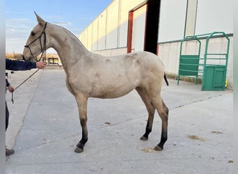 PRE Mestizo, Yegua, 5 años, 172 cm, Bayo