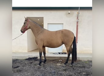 PRE Mestizo, Yegua, 5 años, 172 cm, Bayo