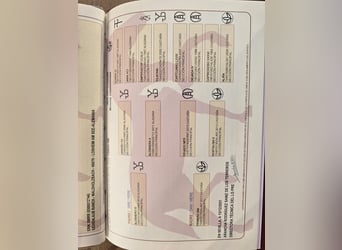 PRE, Yegua, 5 años, 172 cm, Castaño