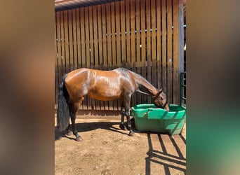 PRE Mestizo, Yegua, 5 años, 172 cm, Castaño