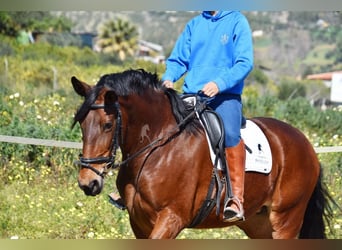 PRE Mestizo, Yegua, 5 años, 172 cm, Castaño