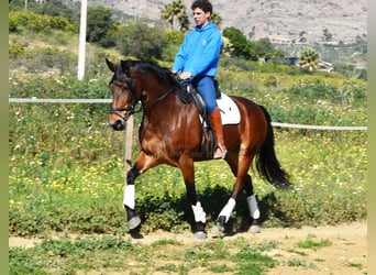 PRE Mestizo, Yegua, 5 años, 172 cm, Castaño