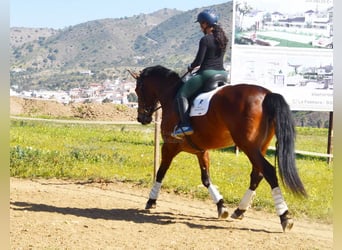 PRE Mestizo, Yegua, 5 años, 172 cm, Castaño