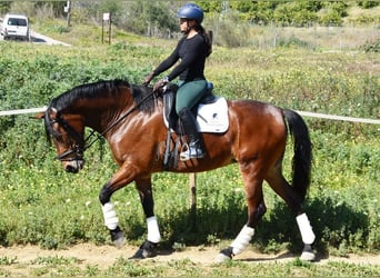 PRE Mestizo, Yegua, 5 años, 172 cm, Castaño