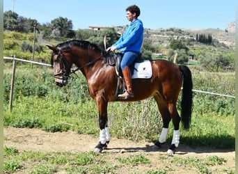 PRE Mestizo, Yegua, 5 años, 172 cm, Castaño