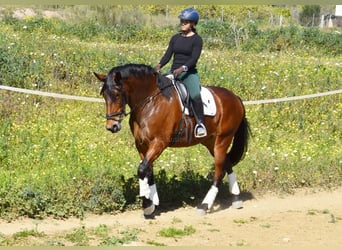 PRE Mestizo, Yegua, 5 años, 172 cm, Castaño