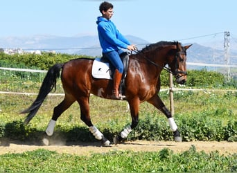 PRE Mestizo, Yegua, 5 años, 172 cm, Castaño