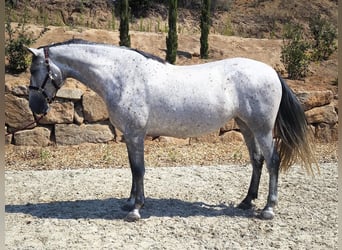 PRE, Yegua, 5 años, 173 cm, Tordo