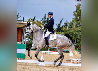 PRE, Yegua, 5 años, 175 cm, Tordo rodado