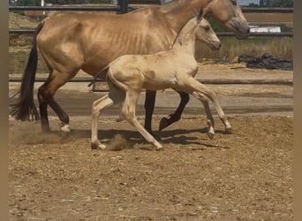 PRE Mestizo, Yegua, 5 años, Bayo