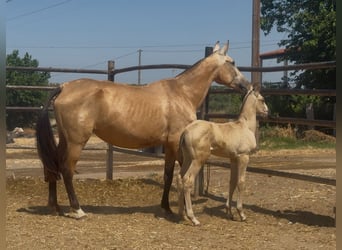 PRE Mestizo, Yegua, 5 años, Bayo