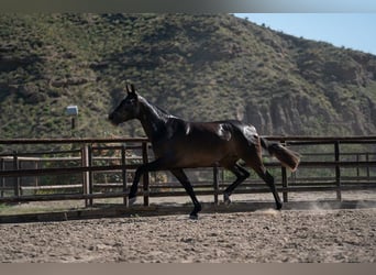 PRE, Yegua, 5 años, Castaño