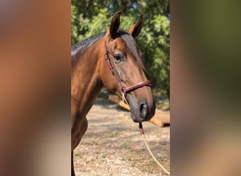 PRE, Yegua, 5 años, Castaño