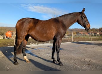 PRE, Yegua, 5 años, Castaño