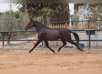 PRE, Yegua, 5 años, Castaño