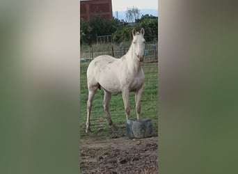 PRE Mestizo, Yegua, 5 años, Perla