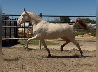 PRE, Yegua, 5 años, Perlino