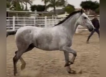 PRE Mestizo, Yegua, 6 años, 155 cm