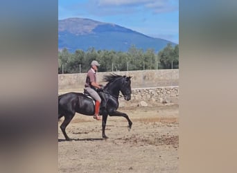 PRE, Yegua, 6 años, 155 cm, Negro