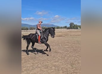 PRE, Yegua, 6 años, 155 cm, Negro