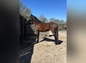 PRE Mestizo, Yegua, 6 años, 156 cm, Castaño