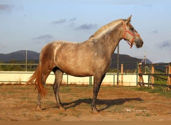 PRE Mestizo, Yegua, 6 años, 157 cm, Tordo