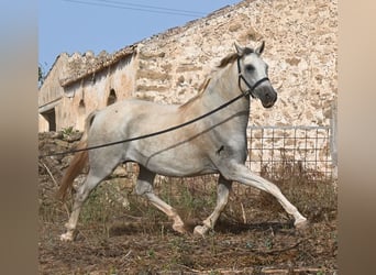 PRE Mestizo, Yegua, 6 años, 158 cm, Tordo