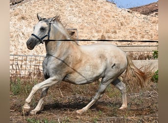 PRE Mestizo, Yegua, 6 años, 158 cm, Tordo