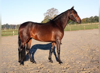 PRE Mestizo, Yegua, 6 años, 159 cm, Castaño oscuro