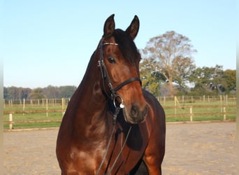 PRE Mestizo, Yegua, 6 años, 159 cm, Castaño oscuro