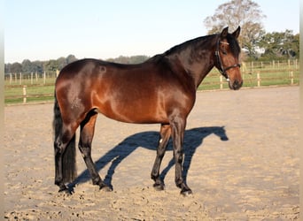 PRE Mestizo, Yegua, 6 años, 159 cm, Castaño oscuro