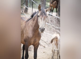 PRE, Yegua, 6 años, 160 cm, Buckskin/Bayo